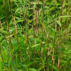 Mein Bambusgarten, 10er-Set, Immergrün, Höhe Ca. 80 Cm, Topf 7,5/10 Liter -Pflanzen Geschäft 0425100103 Fargesia nitida Vulcano 080 100 Co 5 lt.1 60412 1