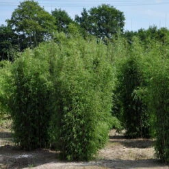 10er-Set Bambus-Hecken-Set Fargesia 'Jiuzhaigou 1', Höhe 80-100 Cm, Im 7,5 Liter Topf 9 10er-Set Bambus-Hecken-Set Fargesia 'Jiuzhaigou 1', Höhe 80-100 Cm, Im 7,5 Liter Topf -Pflanzen Geschäft 0425100161 Bambus Kollektion Jiuhaigou 80 100 7 5l Topf 02 48724 3