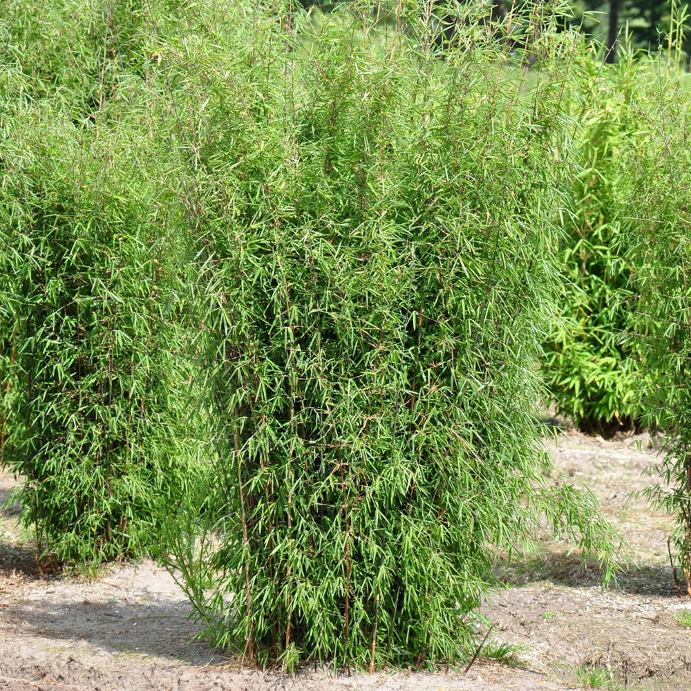 Bambus-Hecken-Set Fargesia "Jiuzhaigou 1", 5er-Set, Höhe 150-175 Cm, Topf 30 L 4 Bambus-Hecken-Set Fargesia "Jiuzhaigou 1", 5er-Set, Höhe 150-175 Cm, Topf 30 L – Bild 2