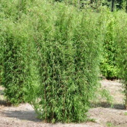 Mein Bambusgarten, 10er-Set, Immergrün, Höhe Ca. 80 Cm, Topf 7,5/10 Liter -Pflanzen Geschäft 0425100161 Bambus Kollektion Jiuhaigou 80 100 7 5l Topf 48722