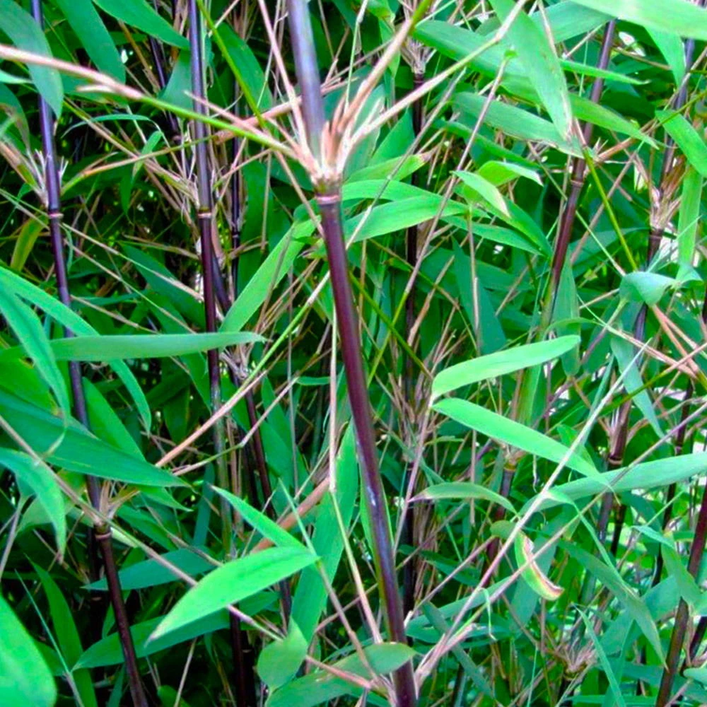 Mein Bambusgarten, 10er-Set, Immergrün, Höhe Ca. 80 Cm, Topf 7,5/10 Liter – Bild 2