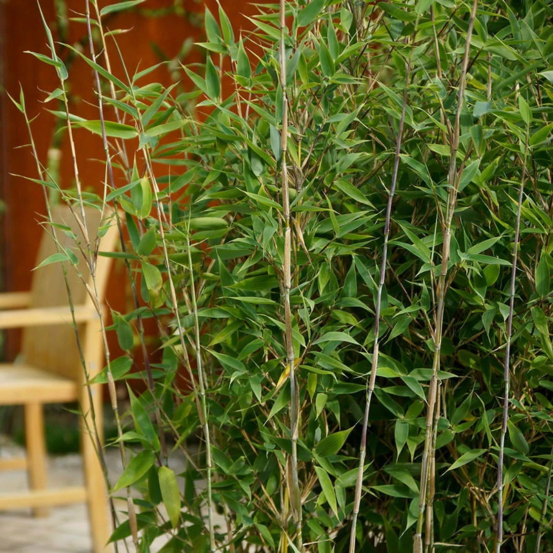 Mein Bambusgarten, 10er-Set, Immergrün, Höhe Ca. 80 Cm, Topf 7,5/10 Liter – Bild 9