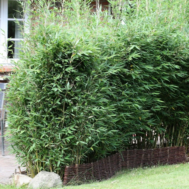 Mein Bambusgarten, 10er-Set, Immergrün, Höhe Ca. 80 Cm, Topf 7,5/10 Liter – Bild 10