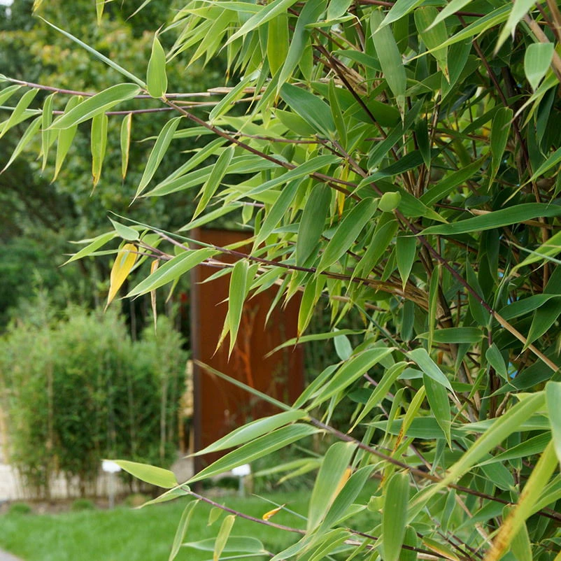 Mein Bambusgarten, 10er-Set, Immergrün, Höhe Ca. 80 Cm, Topf 7,5/10 Liter – Bild 8