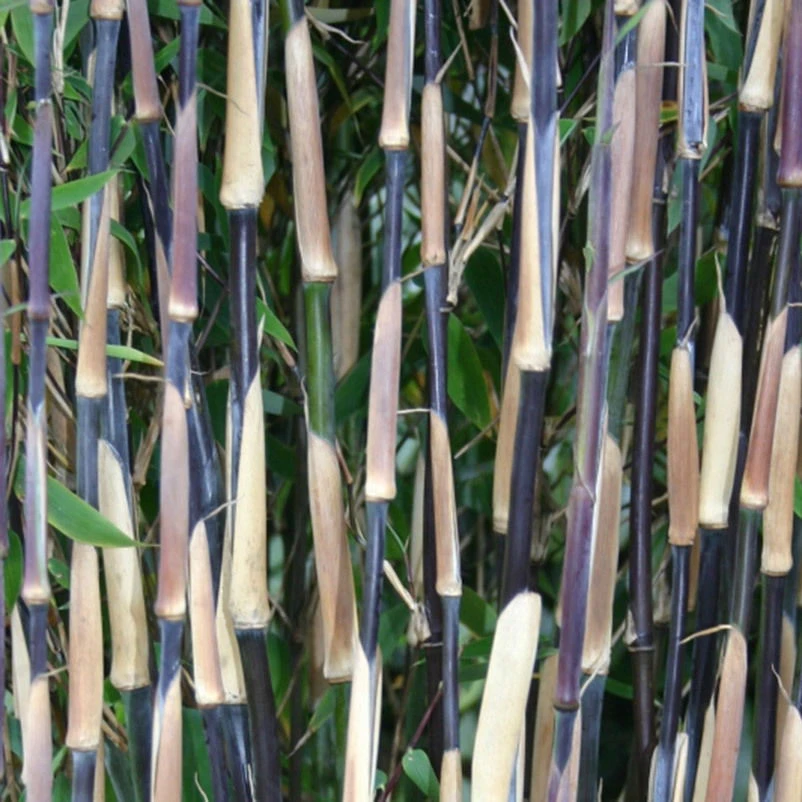 2er-Set Bambus-Kollektion Fargesia Spathacea "Red Zebra"®, Zebrabambus, Höhe 80-100 Cm, Im 10 Liter Topf 4 2er-Set Bambus-Kollektion Fargesia Spathacea "Red Zebra"®, Zebrabambus, Höhe 80-100 Cm, Im 10 Liter Topf – Bild 2