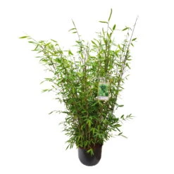 Gartenbambus 'Winter Joy', 20er-Set, Topf 10 Liter -Pflanzen Geschäft 0425100343 0425100344 0425100345 0425100346 0425100347 0425100348 0425100349 Fargesia Hybr Winter Joy 2 105051