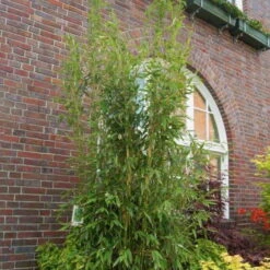 Mein Bambusgarten, 10er-Set, Immergrün, Höhe Ca. 80 Cm, Topf 7,5/10 Liter -Pflanzen Geschäft 0425100350 Fargesia mur Maasai 103957