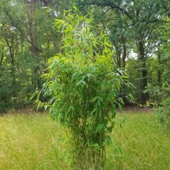 Mein Bambusgarten, 10er-Set, Immergrün, Höhe Ca. 80 Cm, Topf 7,5/10 Liter -Pflanzen Geschäft 0425100383 0425100384 Fargesia Ivory Ibis 080100 WEB 2 94511 1