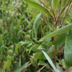 Elfenbein-Bambus 'Ivory Ibis'® (Japo 55' EU-S), 2er-Set, Höhe 80-100 Cm -Pflanzen Geschäft 0425100383 0425100384 Fargesia Ivory Ibis 080100 WEB 4 94514 2