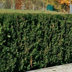 Taxus Baccata 'Westerstede', Höhe 100/125 Cm, Im 25 Lt. Topf