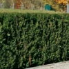 Heckeneibe Taxus Baccata 'Westerstede', 2er-Set, Höhe 50-60 Cm, Topf 5 Liter 1 Heckeneibe Taxus Baccata 'Westerstede', 2er-Set, Höhe 50-60 Cm, Topf 5 Liter -Pflanzen Geschäft 0430106932 35 0430350345 347 Taxus bacc Westerstede NEU 66692 2