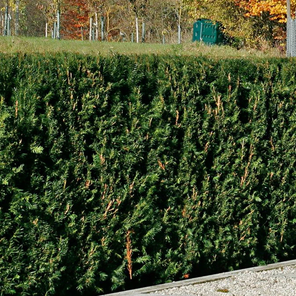 Taxus Baccata 'Westerstede', Höhe 080/100 Cm, Im 20 Lt. Topf 3 Taxus Baccata 'Westerstede', Höhe 080/100 Cm, Im 20 Lt. Topf