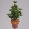Japanische Schirmtanne 'Beauty Green', Höhe 30-40 Cm, Topf 5 Liter -Pflanzen Geschäft 0430107625 sciadopitys vert. beauty green 2 117692