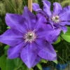 Clematis 'The President', 2er-Set, Blau, Höhe 60-80 Cm, Topf 2 Liter -Pflanzen Geschäft 0440200364 Koelle Clematis The President Co 2lt dunkelblau 4 55622