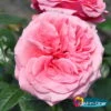 Stammrose 'Comeback'®, Edelrose, Stammhöhe 60cm Im 7,5 Liter Topf 2 Stammrose 'Comeback'®, Edelrose, Stammhöhe 60cm Im 7,5 Liter Topf -Pflanzen Geschäft 0460100695 Comeback All in One Premium Edelrose Co 6l mLogo All in one 51171