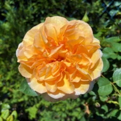 Duftende Edelrose 'Kölle's Duftsommer'®, Gelborange Bis Aprikot, Topf 6 Liter -Pflanzen Geschäft 0460100753 Koelles Duftsommer Edelrose gelb 1 85412 1