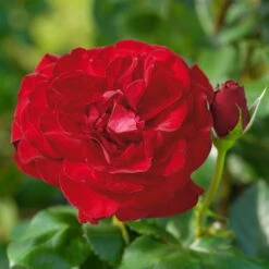 Edelrose 'Marlene®', Rot, Topf 6 Liter