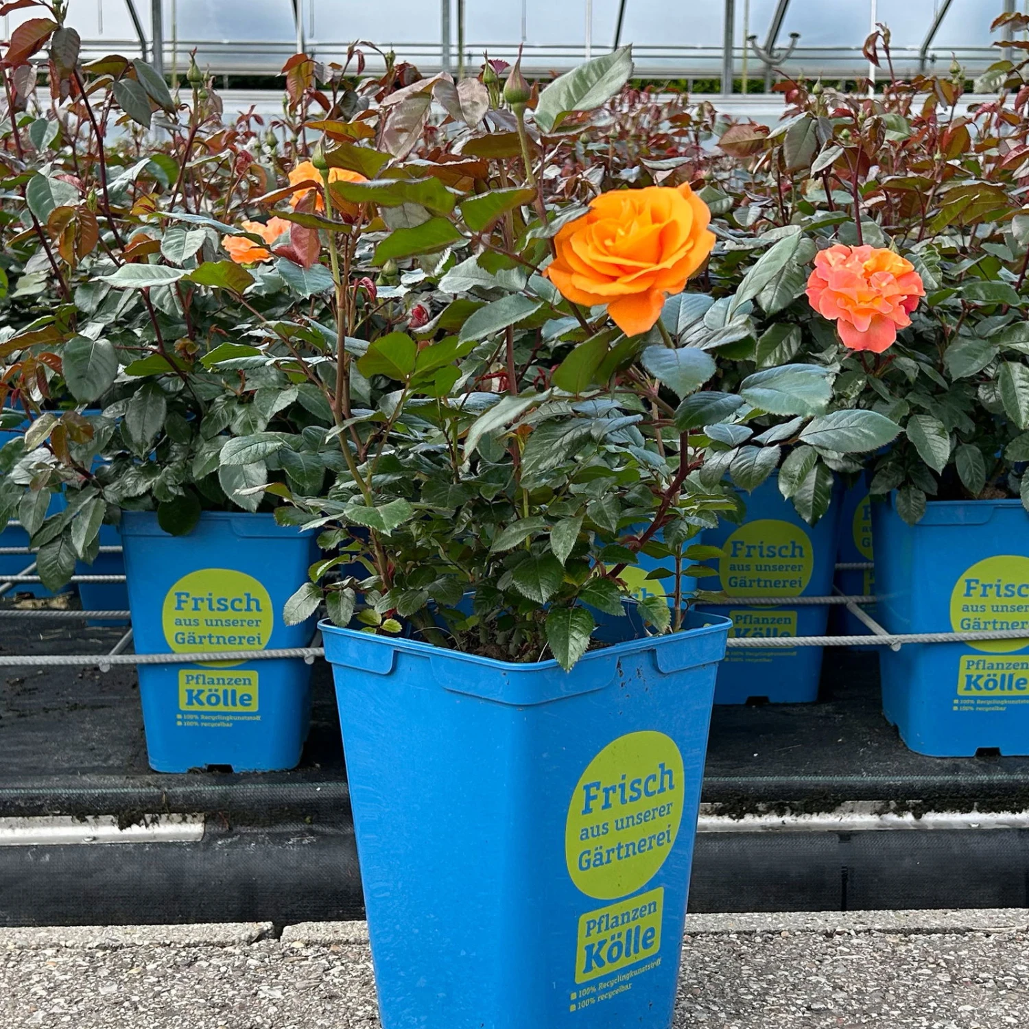 Beetrose 'Westzeit®', Orange-aprikot Bis Rosa, Topf 6 Liter 4 Beetrose 'Westzeit®', Orange-aprikot Bis Rosa, Topf 6 Liter – Bild 2