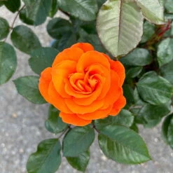 Beetrose 'Westzeit®', Orange-aprikot Bis Rosa, Topf 6 Liter 29 Beetrose 'Westzeit®', Orange-aprikot Bis Rosa, Topf 6 Liter -Pflanzen Geschäft 0460200487 Westzeit Beetrose orange apricot 7 126462