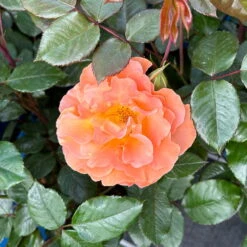 Beetrose 'Westzeit®', Orange-aprikot Bis Rosa, Topf 6 Liter 28 Beetrose 'Westzeit®', Orange-aprikot Bis Rosa, Topf 6 Liter -Pflanzen Geschäft 0460200487 Westzeit Beetrose orange apricot 8 126461