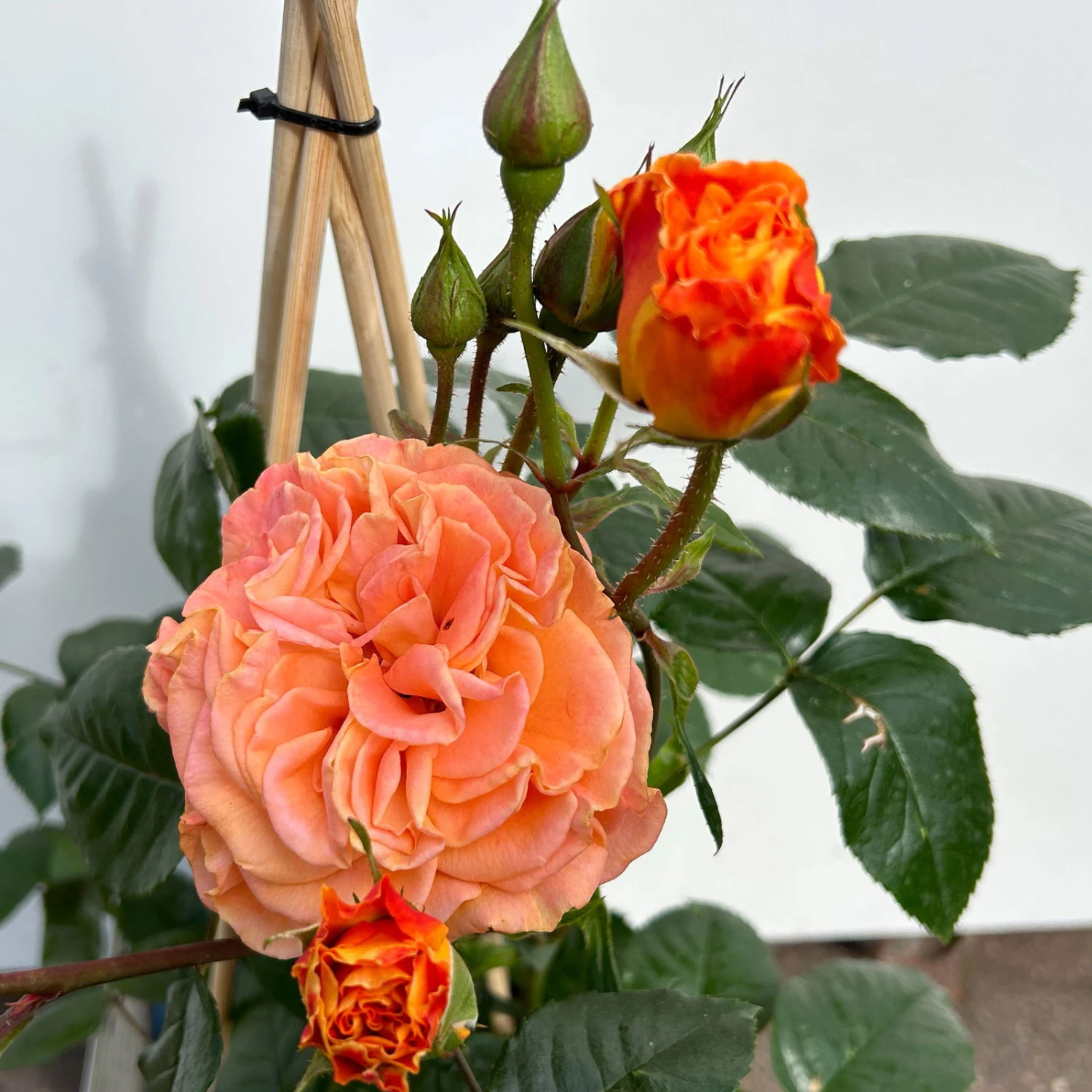 Beetrose 'Westzeit®', Orange-aprikot Bis Rosa, Topf 6 Liter 10 Beetrose 'Westzeit®', Orange-aprikot Bis Rosa, Topf 6 Liter – Bild 8