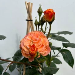 Beetrose 'Westzeit®', Orange-aprikot Bis Rosa, Topf 6 Liter 27 Beetrose 'Westzeit®', Orange-aprikot Bis Rosa, Topf 6 Liter -Pflanzen Geschäft 0460200487 beetrose westzeit premium 5 123887