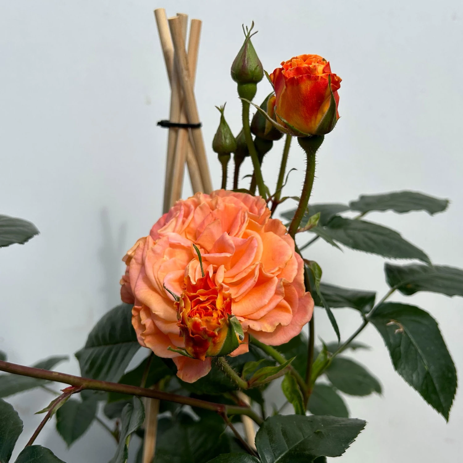 Beetrose 'Westzeit®', Orange-aprikot Bis Rosa, Topf 6 Liter 12 Beetrose 'Westzeit®', Orange-aprikot Bis Rosa, Topf 6 Liter – Bild 10