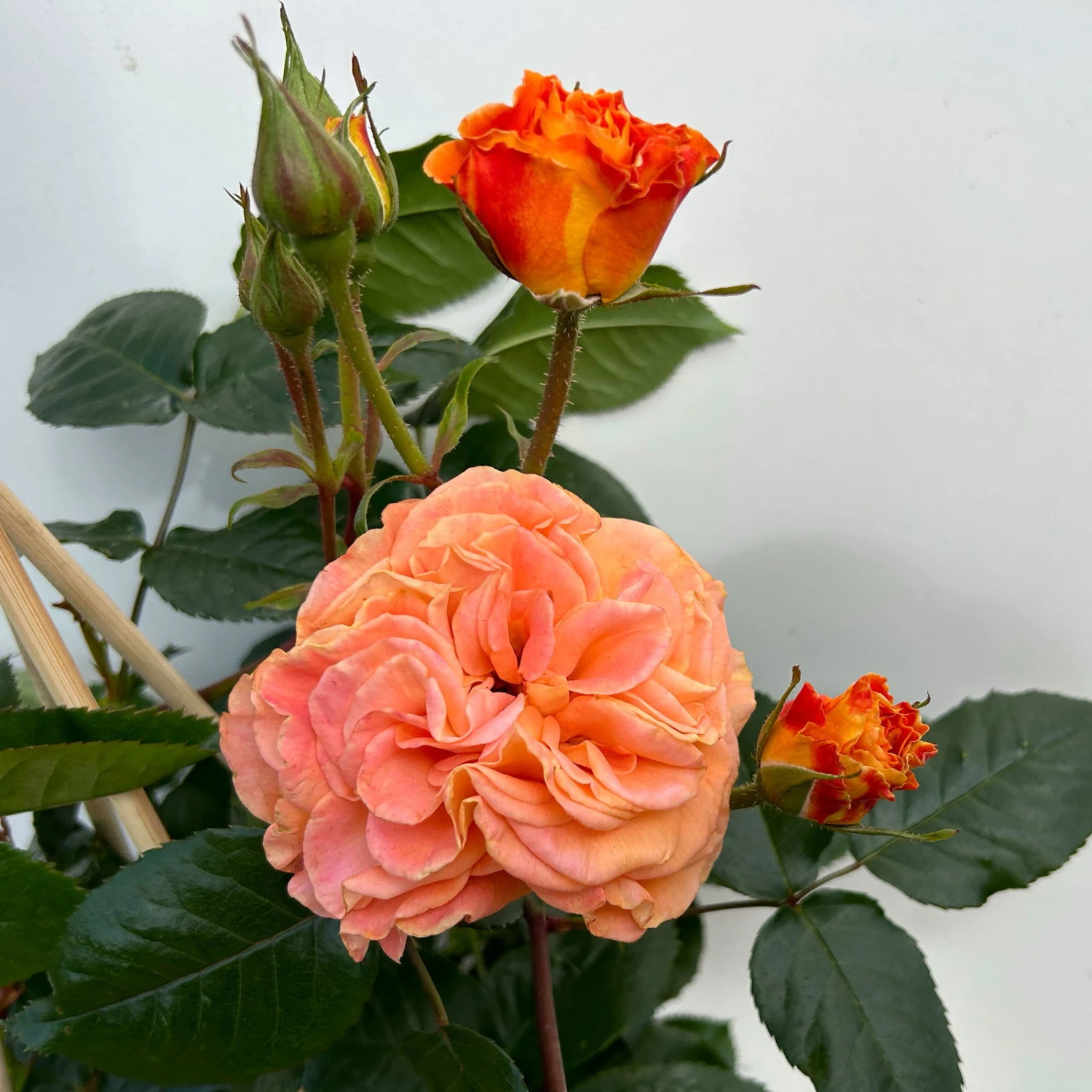 Beetrose 'Westzeit®', Orange-aprikot Bis Rosa, Topf 6 Liter 11 Beetrose 'Westzeit®', Orange-aprikot Bis Rosa, Topf 6 Liter – Bild 9