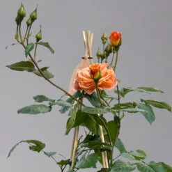 Beetrose 'Westzeit®', Orange-aprikot Bis Rosa, Topf 6 Liter 22 Beetrose 'Westzeit®', Orange-aprikot Bis Rosa, Topf 6 Liter -Pflanzen Geschäft 0460200487 beetrose westzeit premium1 124082