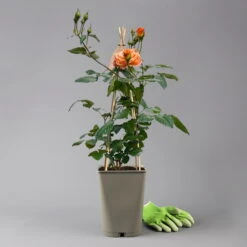 Beetrose 'Westzeit®', Orange-aprikot Bis Rosa, Topf 6 Liter 20 Beetrose 'Westzeit®', Orange-aprikot Bis Rosa, Topf 6 Liter -Pflanzen Geschäft 0460200487 beetrose westzeit premium 124081