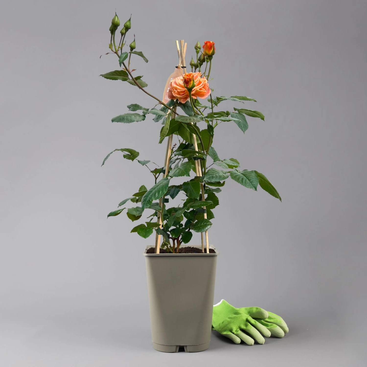 Beetrose 'Westzeit®', Orange-aprikot Bis Rosa, Topf 6 Liter 5 Beetrose 'Westzeit®', Orange-aprikot Bis Rosa, Topf 6 Liter – Bild 3