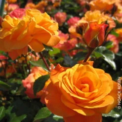 Beetrose 'Westzeit®', Orange-aprikot Bis Rosa, Topf 6 Liter 21 Beetrose 'Westzeit®', Orange-aprikot Bis Rosa, Topf 6 Liter -Pflanzen Geschäft 0460200487 Beetrose Westzeit RGB Copyright NEU 01 42092