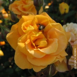 Beetrose 'Westzeit®', Orange-aprikot Bis Rosa, Topf 6 Liter 23 Beetrose 'Westzeit®', Orange-aprikot Bis Rosa, Topf 6 Liter -Pflanzen Geschäft 0460200487 Beetrose Westzeit RGB Copyright NEU 02 42093