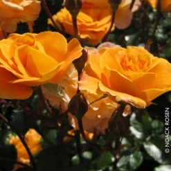 Beetrose 'Westzeit®', Orange-aprikot Bis Rosa, Topf 6 Liter 24 Beetrose 'Westzeit®', Orange-aprikot Bis Rosa, Topf 6 Liter -Pflanzen Geschäft 0460200487 Beetrose Westzeit RGB Copyright NEU 42091