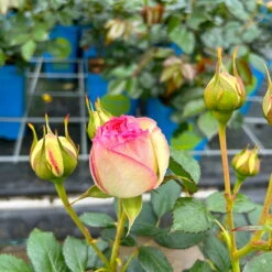 Strauchrose 'Eden Rose®', Hellrosa, Topf 6 Liter -Pflanzen Geschäft 0460500398 Eden Rose Strauchrose weissrosa 3 126479