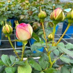 Strauchrose 'Eden Rose®', Hellrosa, Topf 6 Liter -Pflanzen Geschäft 0460500398 Eden Rose Strauchrose weissrosa 4 126480