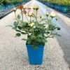 Strauchrose 'Eden Rose®', Hellrosa, Topf 6 Liter 2 Strauchrose 'Eden Rose®', Hellrosa, Topf 6 Liter -Pflanzen Geschäft 0460500398 Eden Rose Strauchrose weissrosa 6 126478