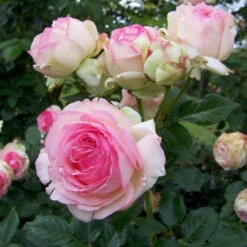 Strauchrose 'Eden Rose®', Hellrosa, Topf 6 Liter -Pflanzen Geschäft 0460500398 Eden Rose RGB 2 5900