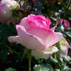 Strauchrose 'Eden Rose®', Hellrosa, Topf 6 Liter -Pflanzen Geschäft 0460500398 Eden Rose RGB 5901