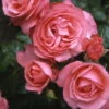 Kletterrose 'Rosanna®', Lachsrosa, Topf 6 Liter 2 Kletterrose 'Rosanna®', Lachsrosa, Topf 6 Liter -Pflanzen Geschäft 0460600348 Koelles Beste Rosanna Premium Kletterrose 6 lachsrosa RGB 6907
