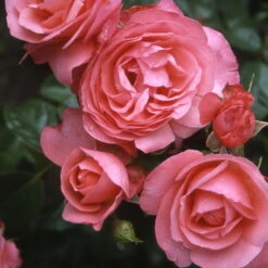 Kletterrose 'Rosanna®', Lachsrosa, Topf 6 Liter