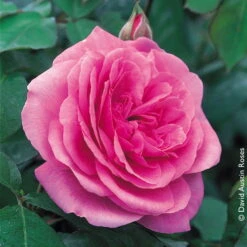 Englische Rose 'Gertrude Jekyll' (Ausbord), Rosa, Doppelbogen, Topf 10 Liter -Pflanzen Geschäft 0460750328 Englische Rose Gertrude Jekyll RGB Copyright NEU 01 42120
