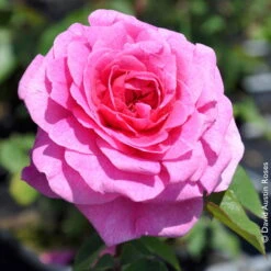 Englische Rose 'Gertrude Jekyll' (Ausbord), Rosa, Doppelbogen, Topf 10 Liter -Pflanzen Geschäft 0460750328 Englische Rose Gertrude Jekyll RGB Copyright NEU 42119