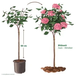 Stammrose 'Comeback'®, Edelrose, Stammhöhe 60cm Im 7,5 Liter Topf -Pflanzen Geschäft 046080 Rosenstamm rosa 122128