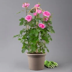 Englische Rose 'Gertrude Jekyll' (Ausbord), Rosa, Doppelbogen, Topf 10 Liter