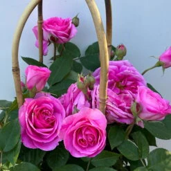 Englische Rose 'Gertrude Jekyll' (Ausbord), Rosa, Doppelbogen, Topf 10 Liter -Pflanzen Geschäft 0460850639 rose gertrude jekyll premium doppelbogen 10 124612
