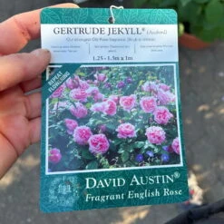 Englische Rose 'Gertrude Jekyll' (Ausbord), Rosa, Doppelbogen, Topf 10 Liter -Pflanzen Geschäft 0460850639 rose gertrude jekyll premium doppelbogen 13 124614