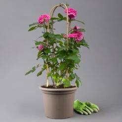 Englische Rose 'Gertrude Jekyll' (Ausbord), Rosa, Doppelbogen, Topf 10 Liter -Pflanzen Geschäft 0460850639 rose gertrude jekyll premium doppelbogen 1 125104