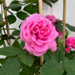 Englische Rose 'Gertrude Jekyll' (Ausbord), Rosa, Doppelbogen, Topf 10 Liter -Pflanzen Geschäft 0460850639 rose gertrude jekyll premium doppelbogen 3 124613