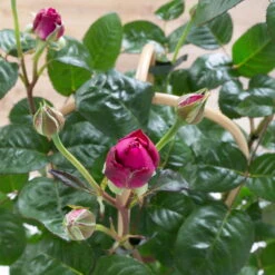 Duftende Edelrose 'Laudatio'®, Purpur-pinkviolett, Doppelbogen, Topf 7,5 Liter -Pflanzen Geschäft 0460851102 laudatio 1 124803